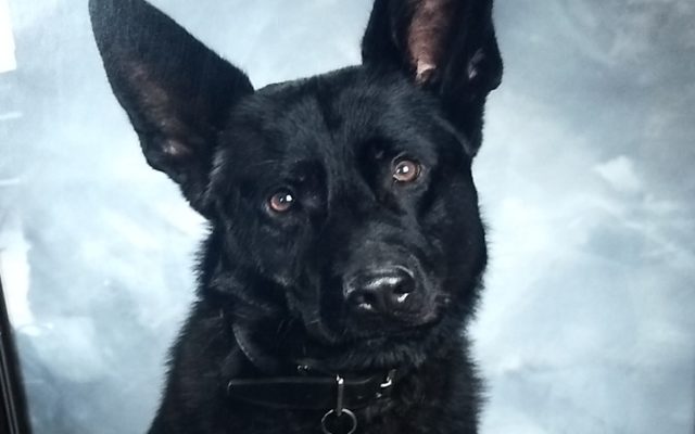 Saginaw Police Dog Recovering From Stab Wounds