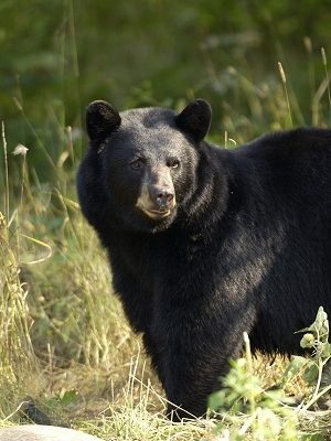Bear Sighted in Thomas Township