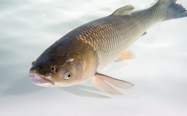 Invasive Grass Carp Captured In The Tittabawassee River