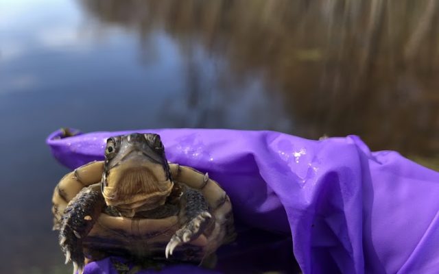 Consumers Energy Releases Rare Blanding’s Turtles Hatched During Natural Gas Pipeline Project