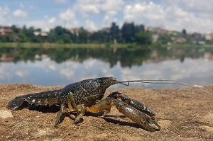 DNR Adds Marbled Crayfish to Prohibited Species List