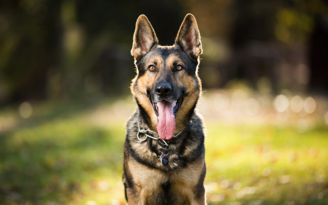 Midland Police Hold Naming Contest for New Police K9