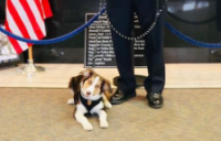 Saginaw PD Acquires A Therapy Puppy