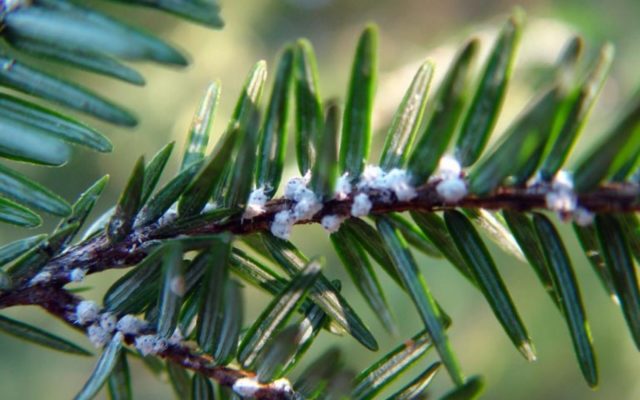 Time to Check Trees for Hemlock Woolly Adelgid