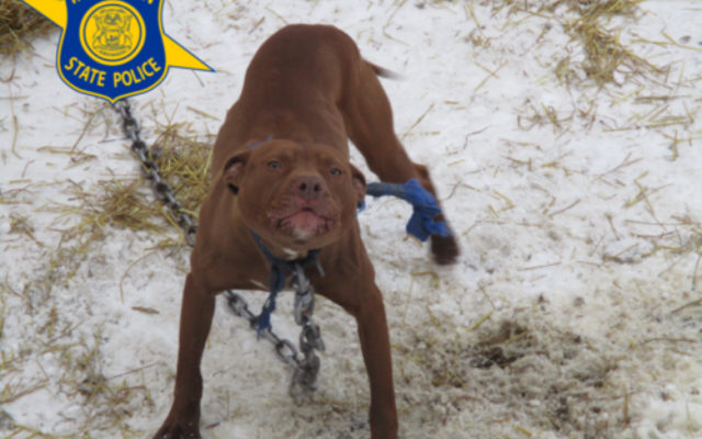 Drug Raid Leads To Discovery of Dogfighting Operation