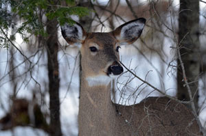 PFAS Found in Iosco County Deer, Do Not Eat Advisory in Effect
