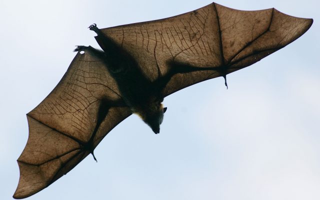 Rabies Found in Bat in Midland County
