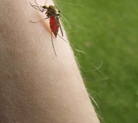 First Mosquito-Borne Illness of 2023 in Saginaw County Detected