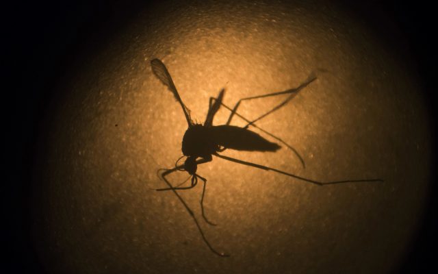 First Mosquito-Borne Virus of 2021 detected in Michigan, Including Bay, Saginaw Counties