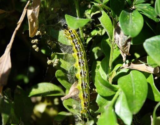 Invasive Box Tree Moth Detected in Michigan Nurseries, Greenhouses