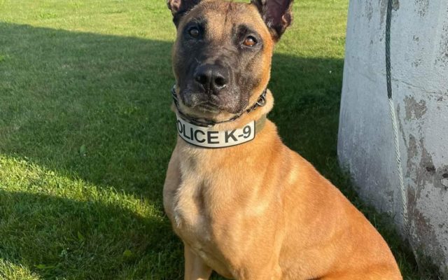 Saginaw Police Department’s K9 Ares to Receive Body Armor Donation