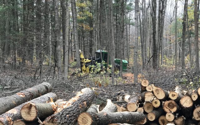 Timber Harvests Underway at Four State Game Areas in the Thumb