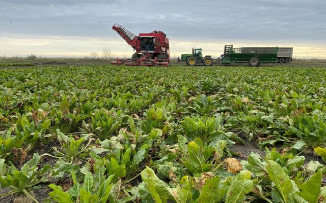 Michigan Sugar Predicts Record Sugar Beet Harvest