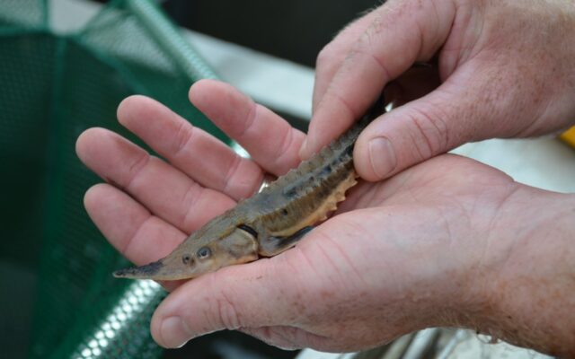 Acoustic Receivers In the Saginaw Bay Watershed Will Help Track Threatened Sturgeon