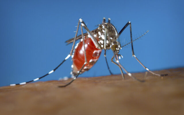Annual Mosquito Abatement Program Begins in Midland
