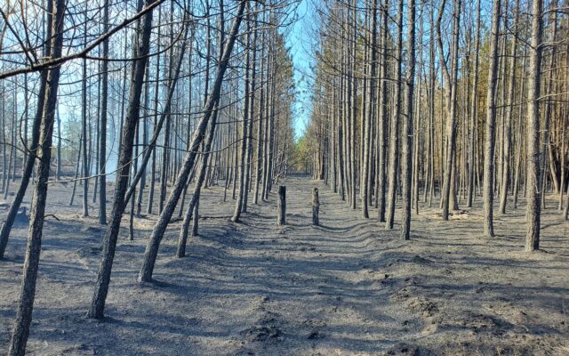 Northern Michigan Wildfire Now 98% Contained