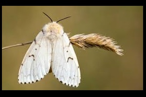 Aerial Treatment Scheduled In Bay County For Spongy Moth Suppression