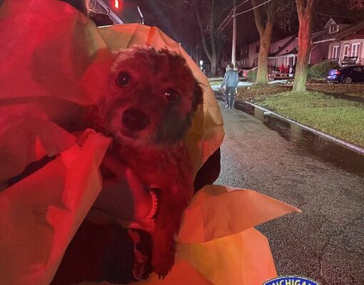Michigan State Police Revive Family Pet Saved from House Fire in Saginaw