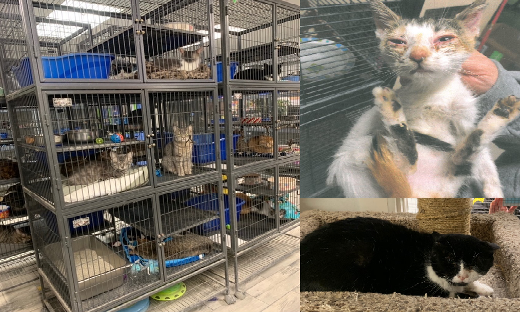 Sick Animals Taken from Shelter After Search Warrant - WSGW 790 AM &   FM
