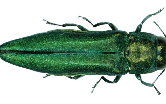Emerald Ash Borer Treatment to Start in Bay County