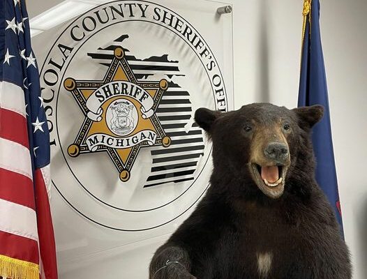 Authorities Seeking Owner of Stolen Taxidermized Bear