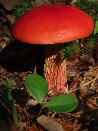 Fall Mushroom Walk at McLean Nature Preserve