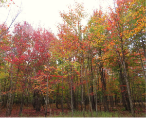 Fall Color Nature Walk at McLean Nature Preserve