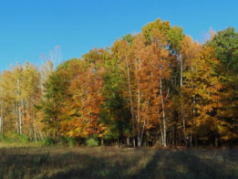Guided Fall Color Walk at McLean Nature Preserve