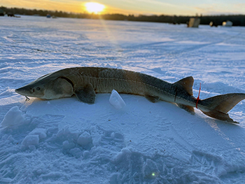 Michigan DNR Cancels Sturgeon Fishing Season